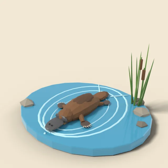 Platypus swimming