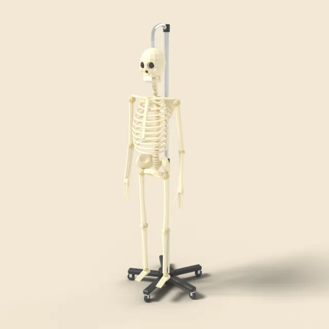 Anatomical skeleton on stand