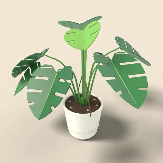 Monstera in white ceramic pot