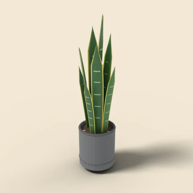 Snake plant in cylinder pot
