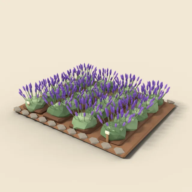 Lavender field patch with purple rows