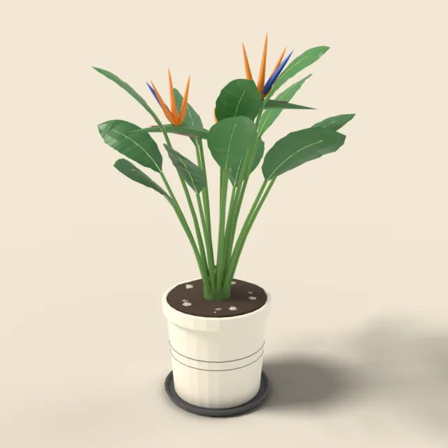 Bird of paradise plant