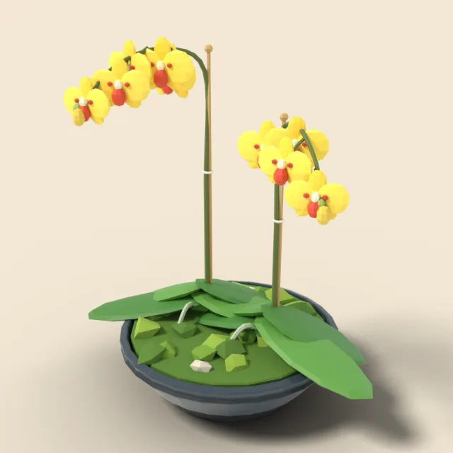 Yellow orchid pair in moss bowl