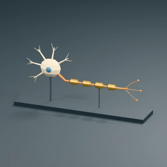 supported_myelinated_neuron_exhibit