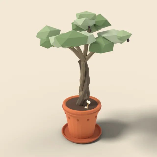 Olive tree in terracotta pot