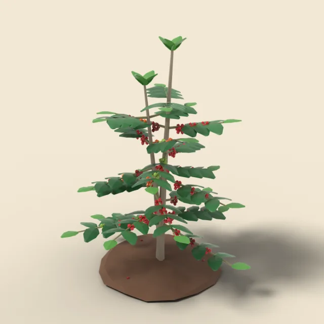 Coffee shrub with red cherries