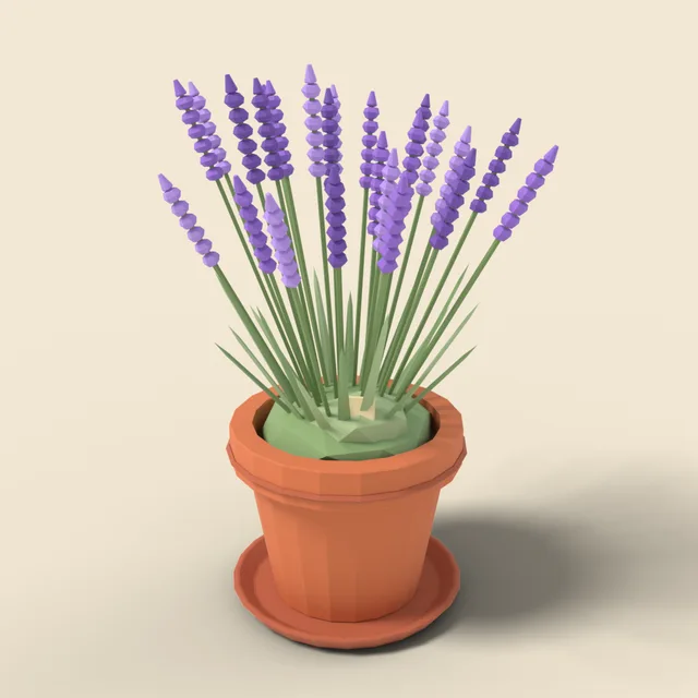 Potted lavender