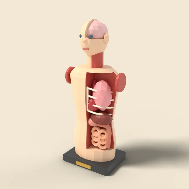 Human anatomy torso model