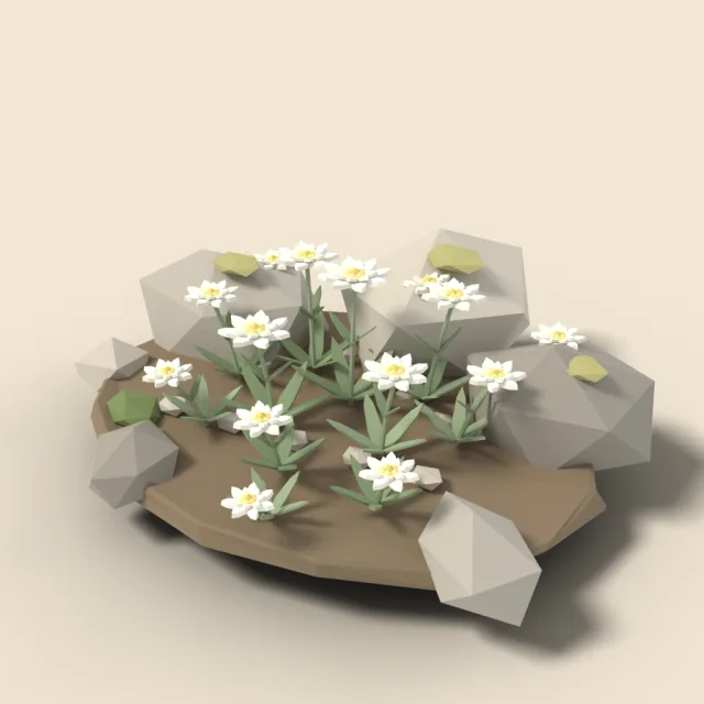 Edelweiss cluster among rocks