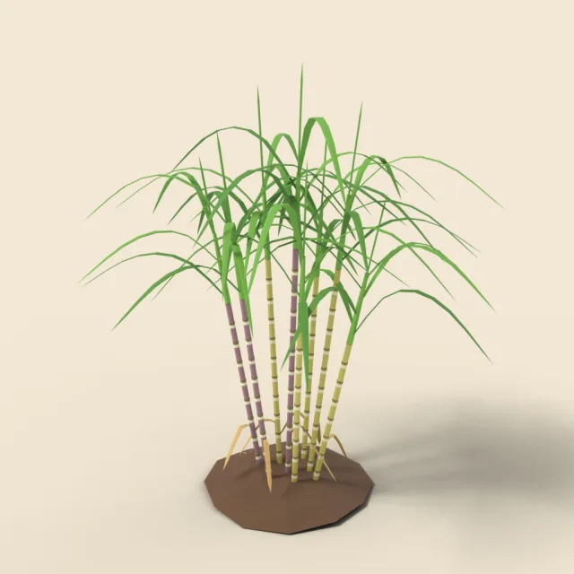 Tall sugarcane stalks