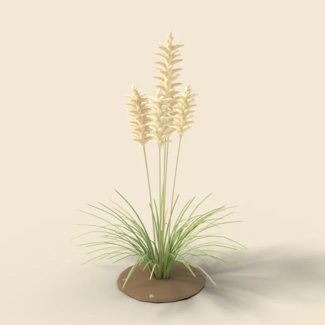 Tall pampas grass plume