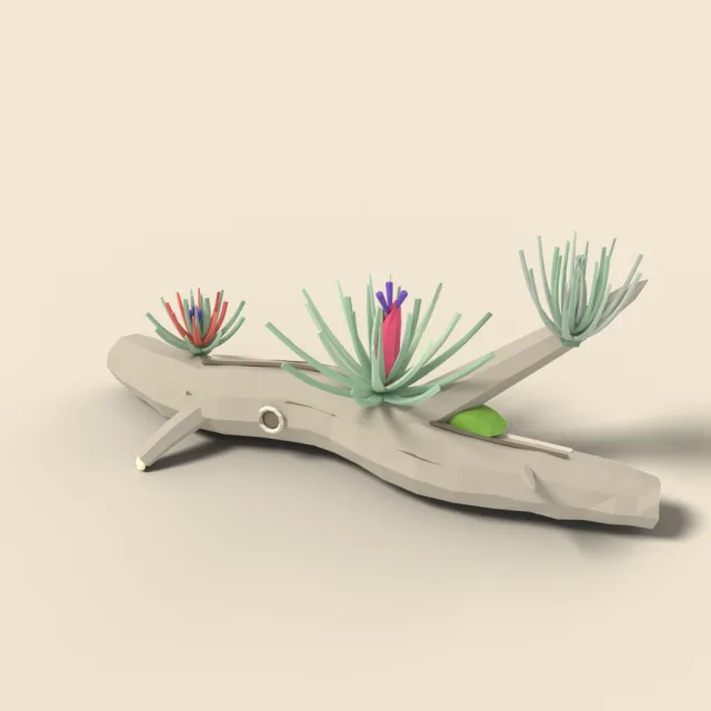 Air plant on driftwood
