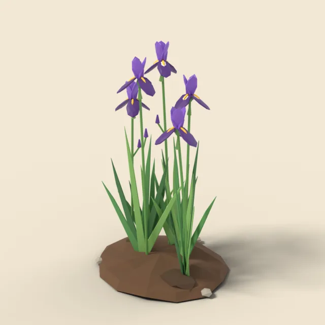 Purple iris with sword leaves