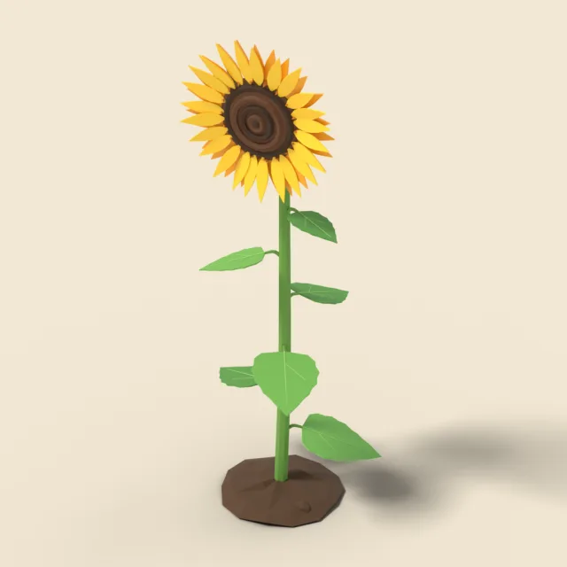 Single sunflower with large head