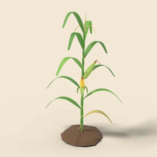 Corn stalk with ears