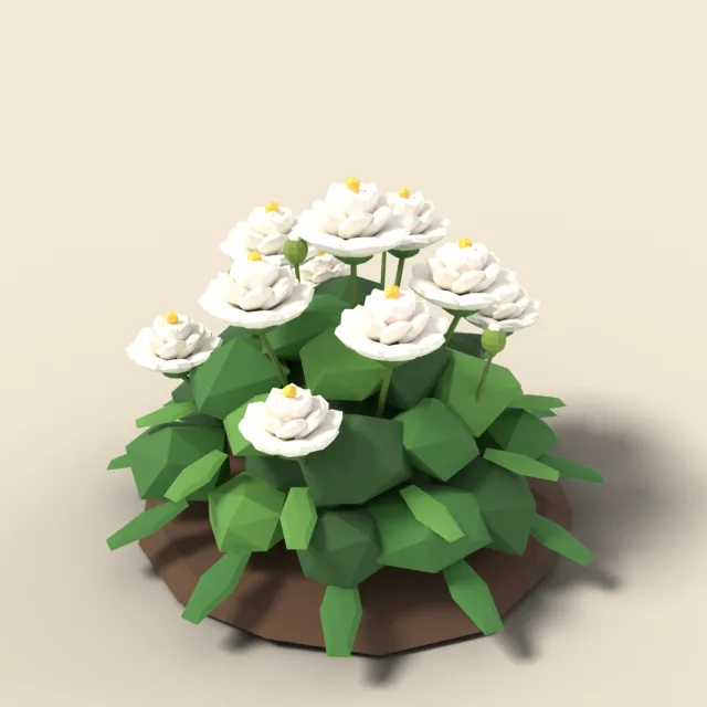 White peony bush