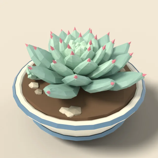 Succulent echeveria rosette