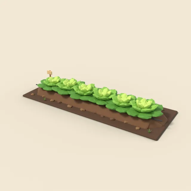 Lettuce row in soil