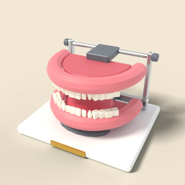 Anatomical teeth model